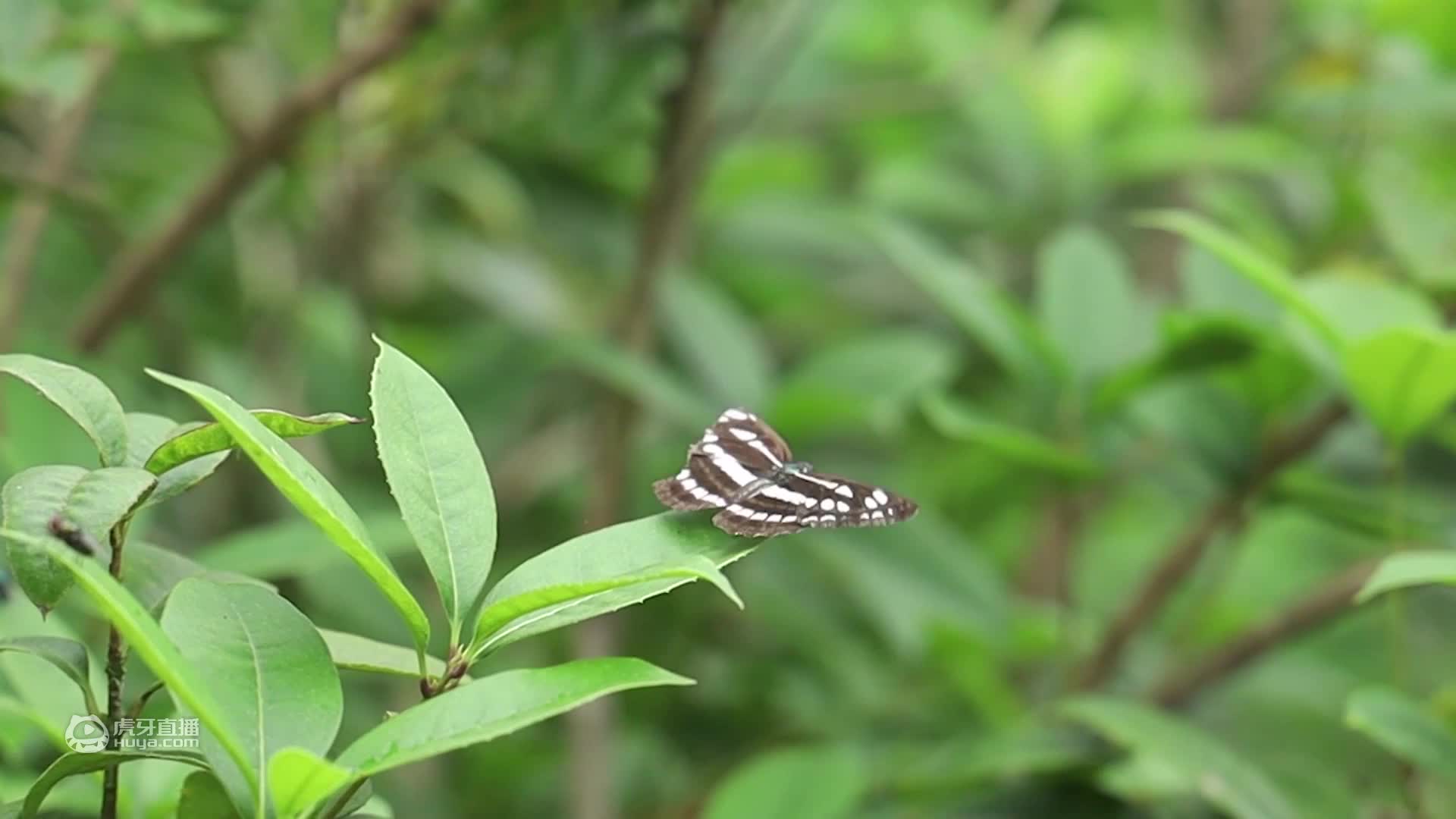 胖妹在家又开荤，铁锅炖7斤重大鹅，表哥直接上手啃，真香啊