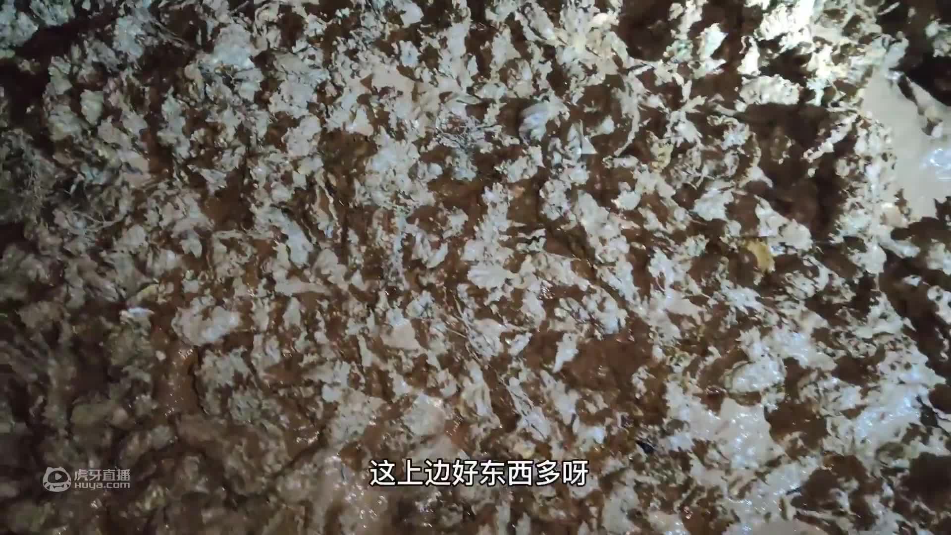 大风天赶海，小伙儿捡宝石扒出琥珀，简直是走了狗屎运了