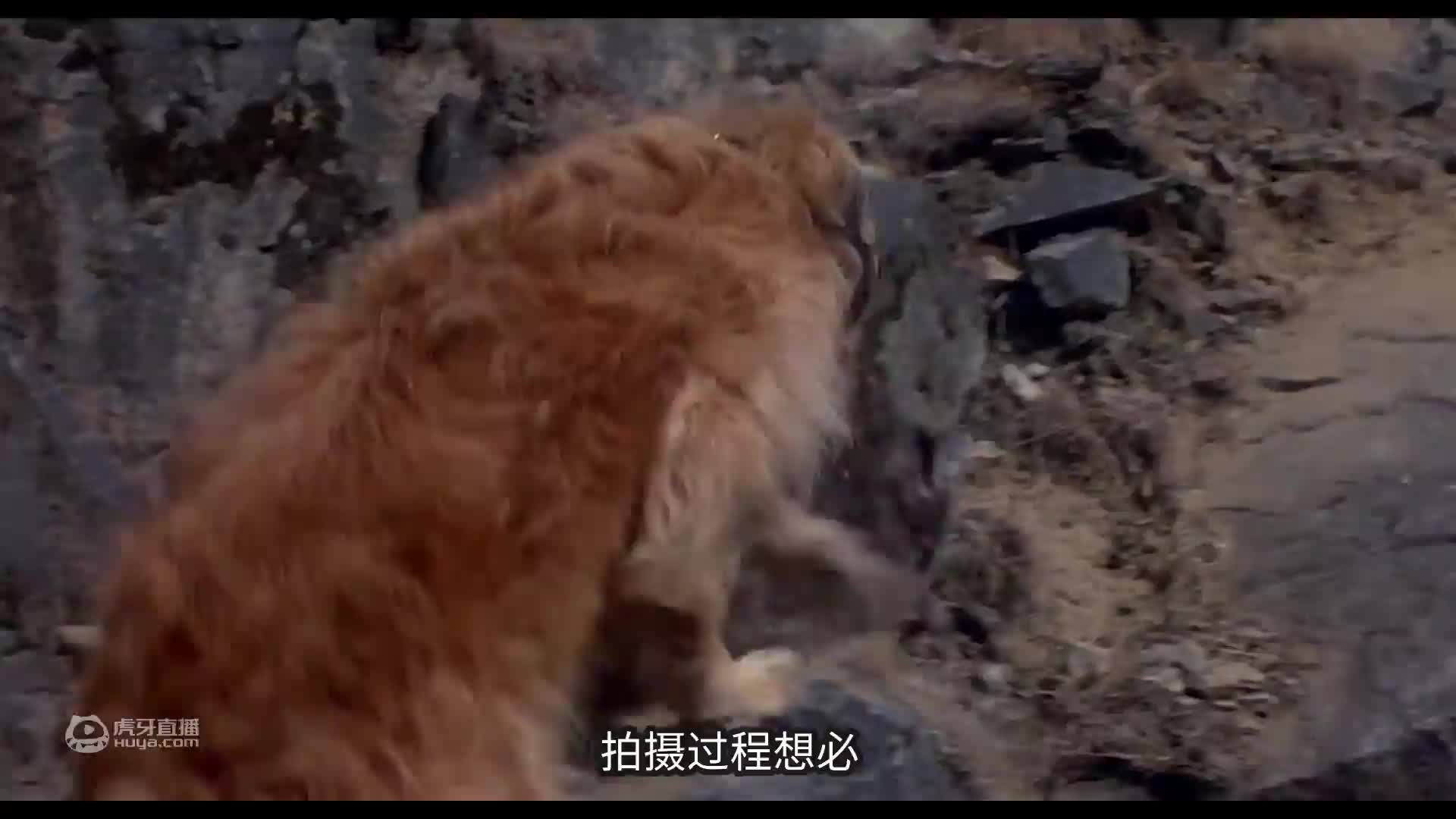 狗狗帮助4只美洲狮找妈妈《丛林赤子心》