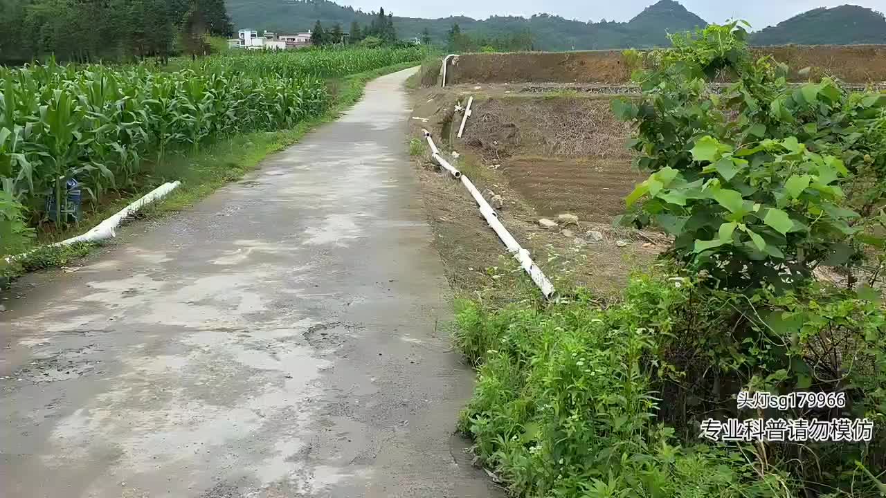 寻找眼镜王蛇