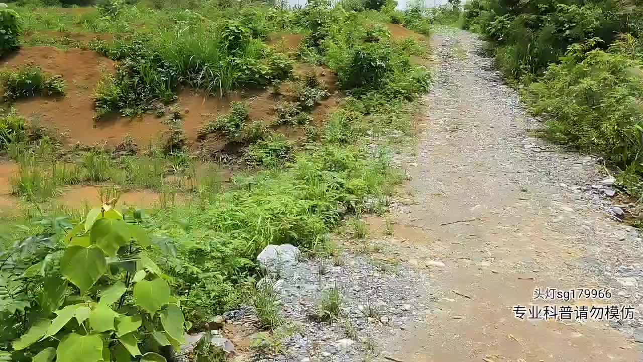 寻找眼镜王蛇
