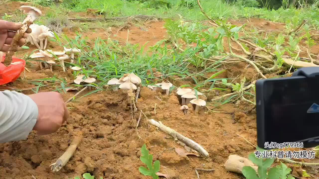寻找眼镜王