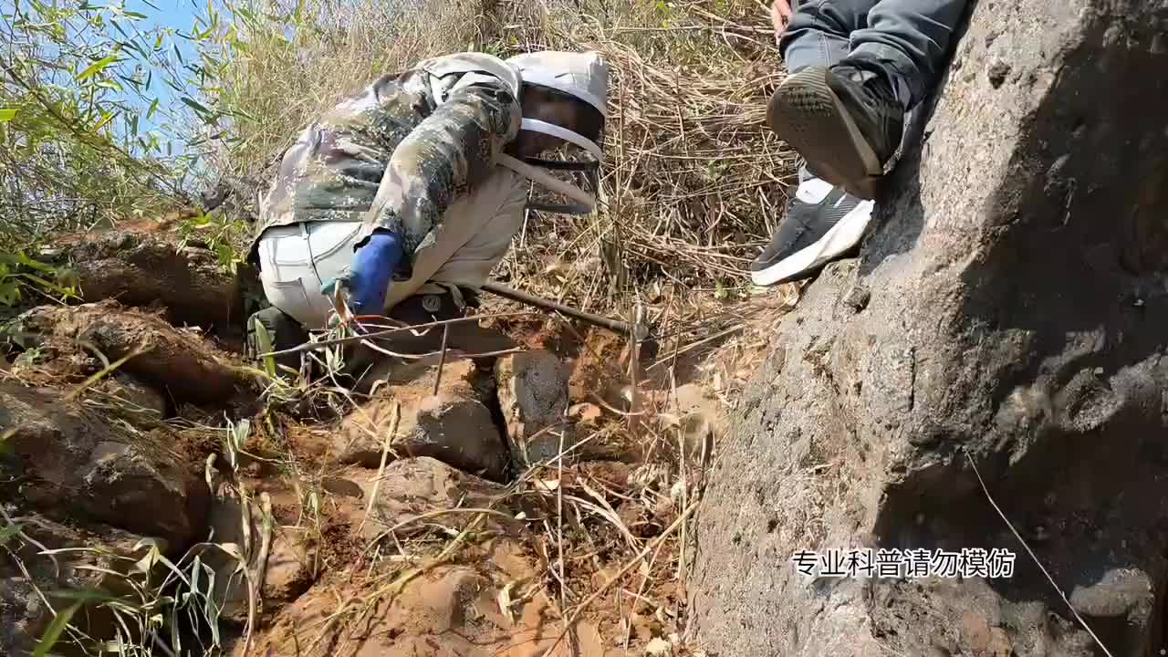 搞野生蜂蜜