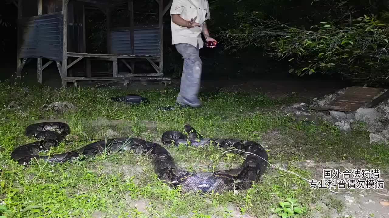 印泥行，解锁巨型网纹蟒