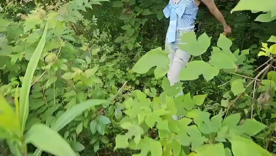 团播   义父up