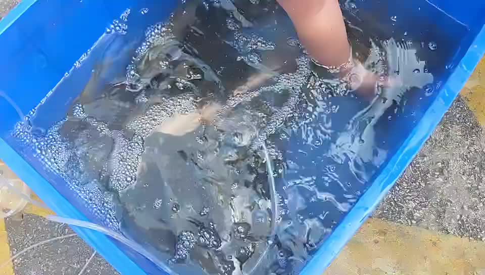 向往的生活～赶集卖鱼
